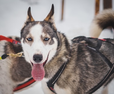 西伯利亚哈士奇犬